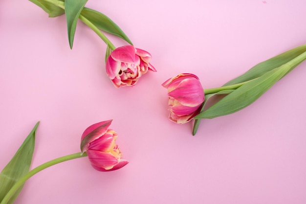 Helderkleurige dubbele bloemen tulpen liggen op een roze achtergrond plaats voor tekst