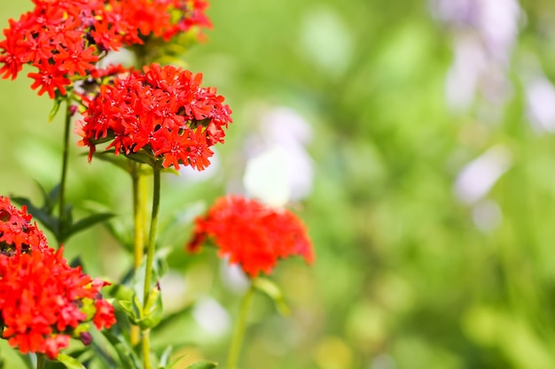 Helderrode bloemen van Lychnis chalcedonica. Maltezer Kruis plant in de zomertuin.