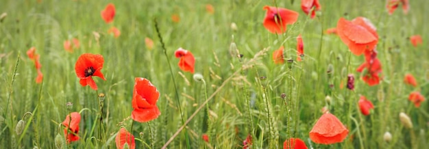 Helderrode wilde klaprozen die groeien op het gebied van groene onrijpe tarwe