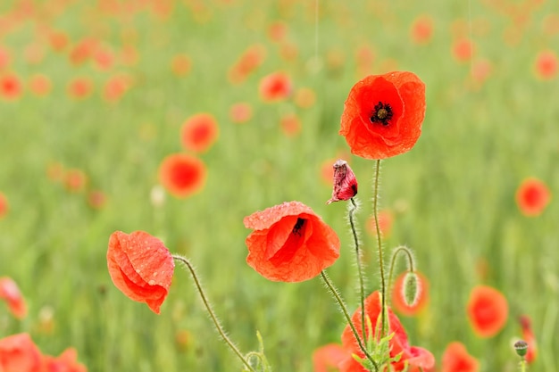 Helderrode wilde klaprozen groeien op gebied van onrijpe groene tarwe.