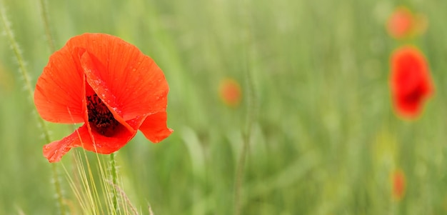 Helderrode wilde papaver bloemen groeien in groen veld, close-up detail tot bloemblaadjes nat van regen