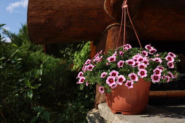 Foto helderroze bloemen van petunia axillary in een pot die onder het dak van het huis hangt selectieve focus