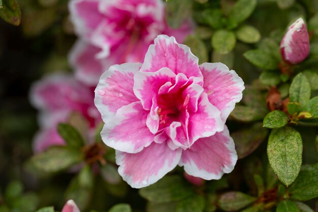 Helderroze Rhododendron hybridum Cheer bloemen met bladeren in de tuin in de zomer