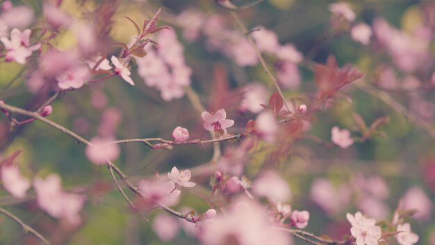 Helderroze witte kersenbloesems bloeien in maart tak met roze en witte bloemen en rood