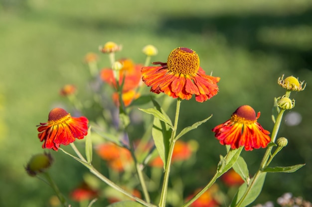 Photo helenium flower season autumn background