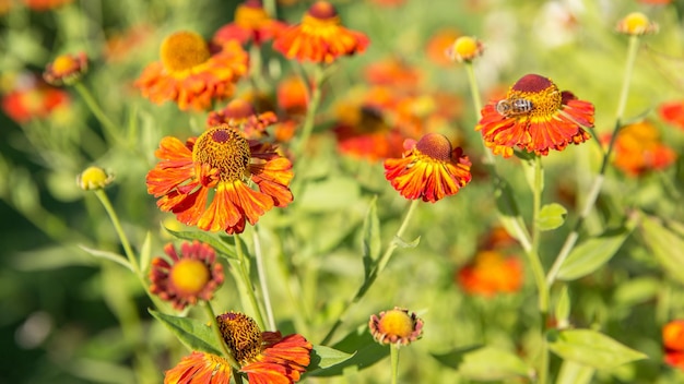 ヘレニウムの花 季節 秋の背景