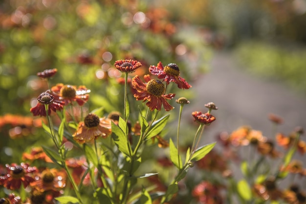 ヘレニウムKonigstiger。美しい鮮やかな花。多年生植物。