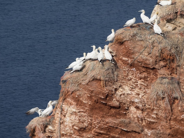 Foto helgoland in de noordzee