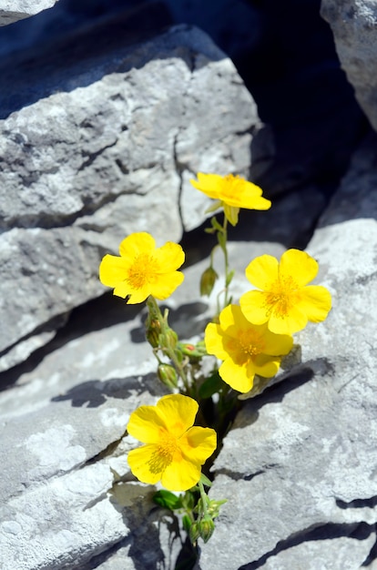 山の岩の上のHelianthemumnummulariumの花