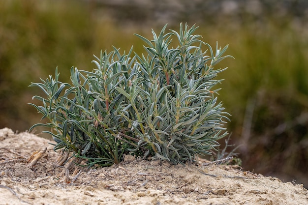 Helianthemum syriacum - Romerillo is een plant uit de Cistaceae-familie.