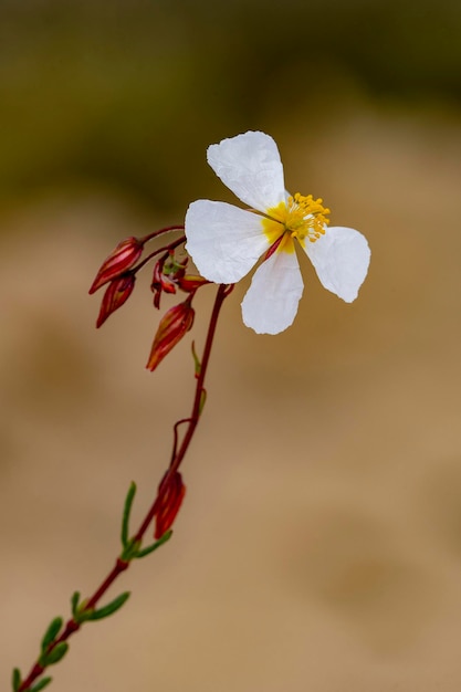 Helianthemum violaceum Pauは、ハンニチバナ科に属する白い花を持つ種です。