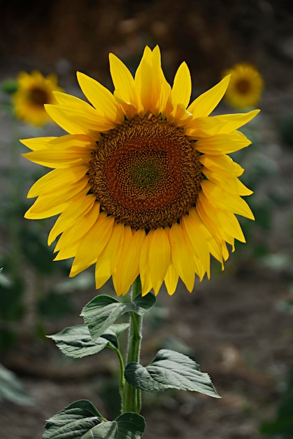 Helianthus annuus-一般にヒマワリと呼ばれ、キク科の一年生草本植物です