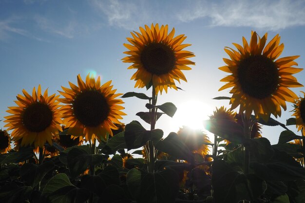 The Helianthus sunflower Asteraceae family Annual sunflower and tuberous sunflower Agricultural field Blooming bud with yellow petals Furry leaves Serbia agriculture Blue sky and clouds