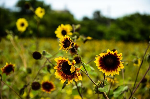 Подсолнух Helianthus в саду