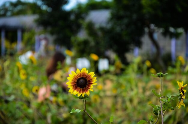 Подсолнух Helianthus в саду