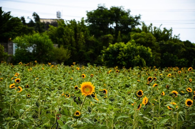 Helianthus sunflower in the garden