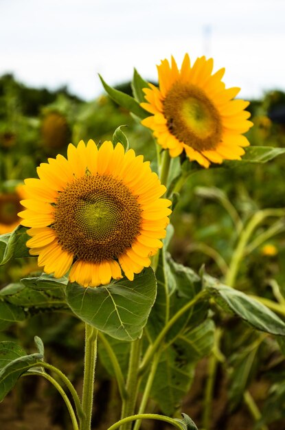 Подсолнух Helianthus в саду