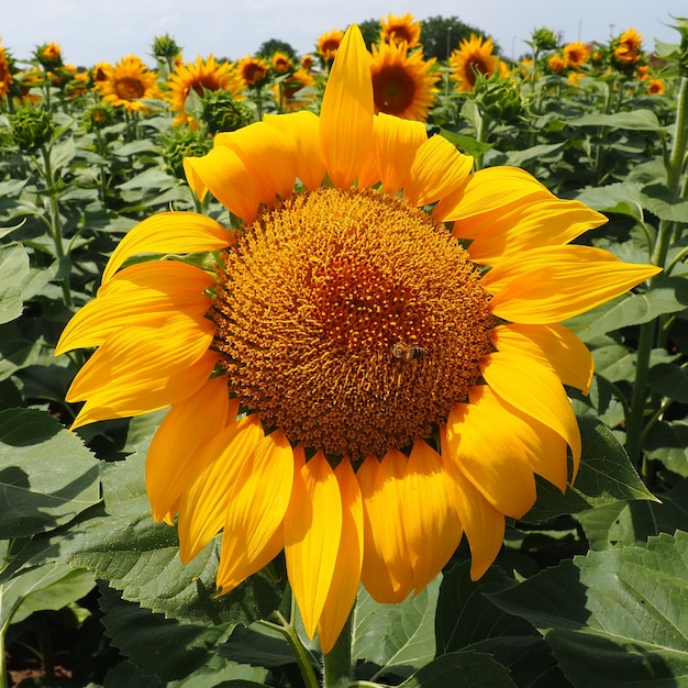 Helianthus 해바라기는 국화과 식물의 속 연간 해바라기와 결절 해바라기 농업 분야 노란 꽃잎이 있는 개화 꽃 봉오리 모피 잎 큰 꽃 하나