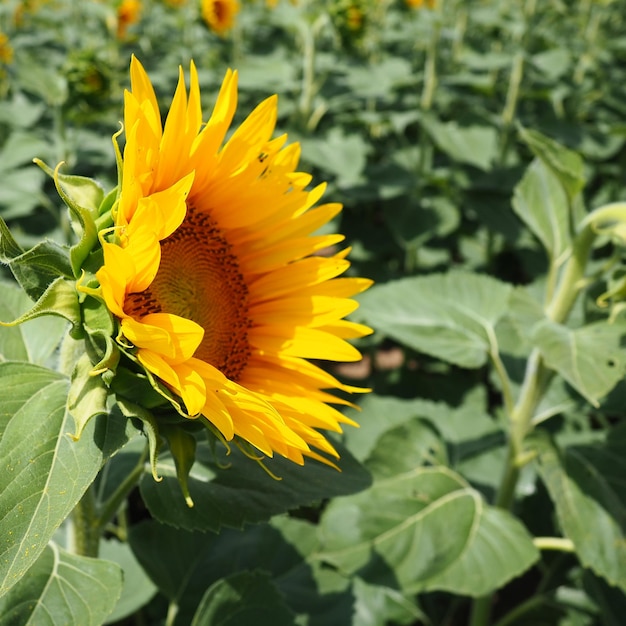 Helianthus 해바라기는 국화과 식물의 속 연간 해바라기와 결절 해바라기 농업 분야 노란 꽃잎이 있는 개화 꽃 봉오리 모피 잎 하나의 큰 꽃