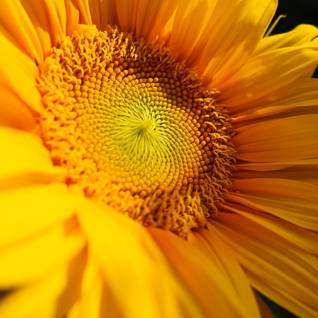 The helianthus sunflower is a genus of plants in the asteraceae family annual sunflower and tuberous sunflower agricultural field blooming bud with yellow petals furry leaves serbia agriculture