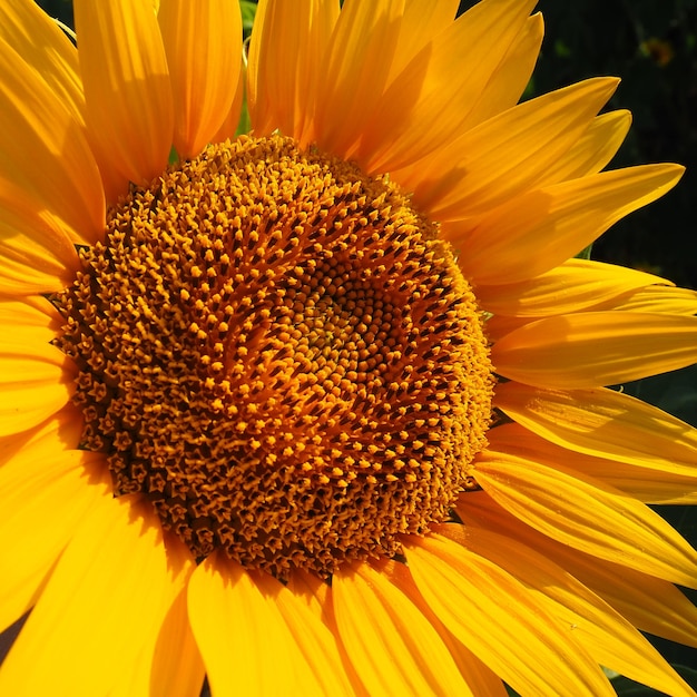 The Helianthus sunflower is a genus of plants in the Asteraceae family Annual sunflower and tuberous sunflower Agricultural field Blooming bud with yellow petals Furry leaves Serbia agriculture