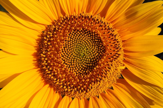 The Helianthus sunflower is a genus of plants in the Asteraceae family Annual sunflower and tuberous sunflower Agricultural field Blooming bud with yellow petals Furry leaves Serbia agriculture