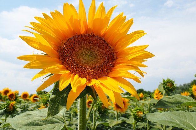 The Helianthus sunflower is a genus of plants in the Asteraceae family Annual sunflower and tuberous sunflower Agricultural field Blooming bud with yellow petals Furry leaves Serbia agriculture