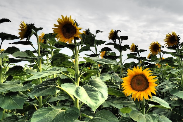 The Helianthus sunflower is a genus of plants in the Asteraceae family Annual sunflower and tuberous sunflower Agricultural field Dramatic stormy sky with clouds Serbia skyline Sun and storm