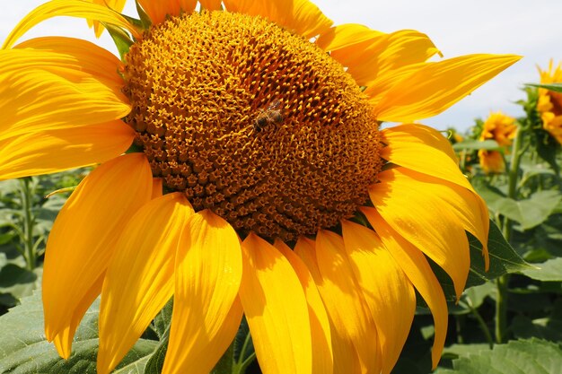 The helianthus sunflower is a genus of plants in the asteraceae family annual sunflower and