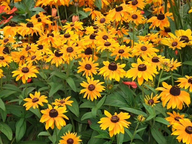 Heliantus flowers in a garden in Brittany