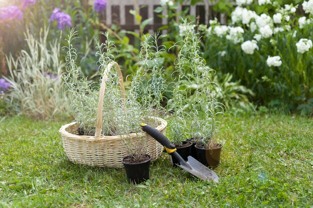 Helichrysum bloemen in mand in de tuin om te planten Heldere plant voor kruidengeneeskunde zilver kruid