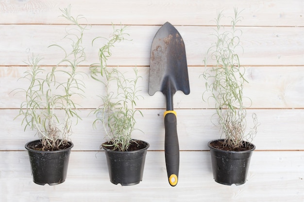 Helichrysum plant op pot met schep Curry plant zilver italicum plat groeiend gebruikt als specerij