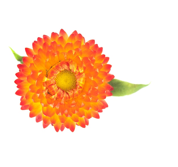 Helichrysum