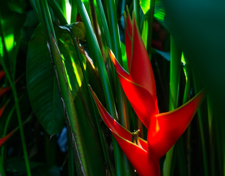 Photo heliconia bihai（レッドパルル）花。