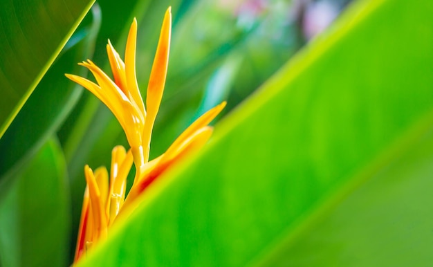 Heliconia-bloem of heliconia golden torch exotische tropische bloemen in de bostuin