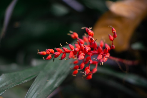 ヘリコニアの花