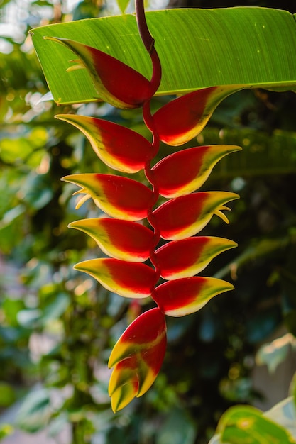 Heliconia 꽃 식물 세로 사진