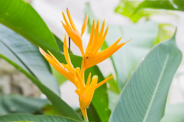 Heliconia Golden Torch (Heliconia psittacorum x Heliconia spathocircinata)