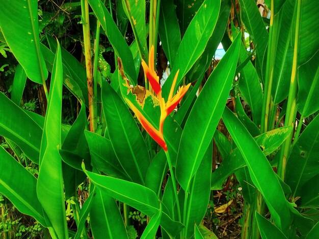 Heliconia Lady DianaHeliconia Psittacorum — самые быстрорастущие ландшафтные цветущие растения.