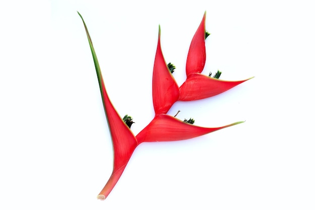 Heliconia orthotricha cv Императорский красный цветок