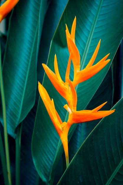 Photo heliconia psittacorum or golden torch flowers with green leaves.