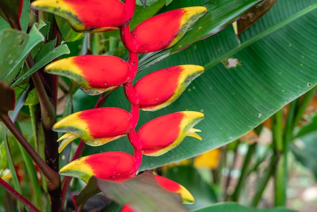 Photo heliconia psittacorum or parrots beak the hanging lobster claw or false bird of paradise