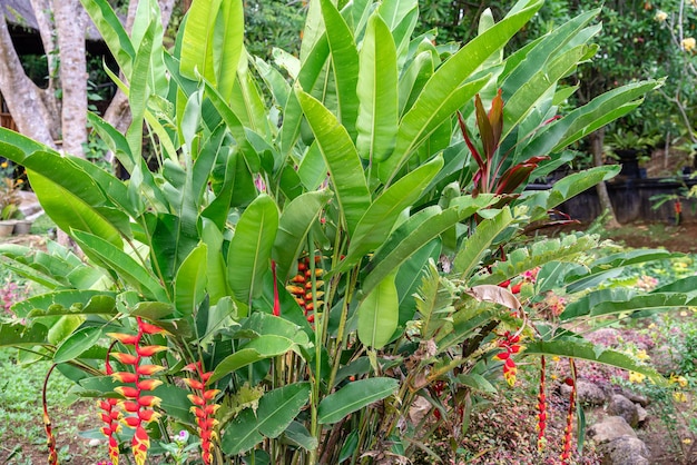 Heliconia psittacorum 또는 앵무새 부리 매달려 랍스터 발톱 또는 거짓 낙원