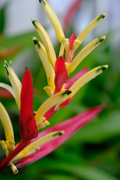 Photo heliconia psittacorum. tropical ornamental plant that usually grows in the rain forest.