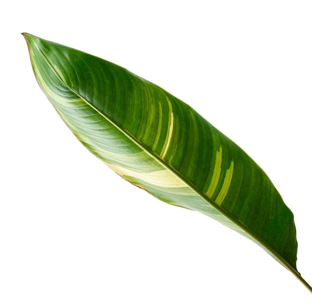 Heliconia variegated foliage, Exotic tropical leaf isolated on white background, with clipping path