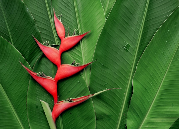 Heliconiabloem op tropisch gebladerte