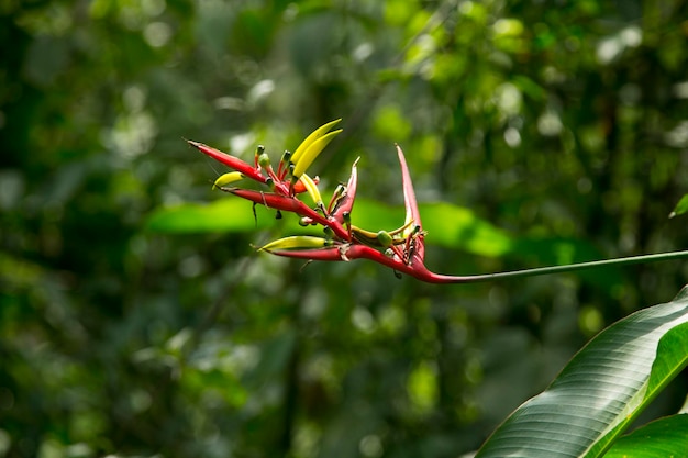 Heliconias in the Peruvian jungle They are perennial herbaceous plants of tropical origin that ne