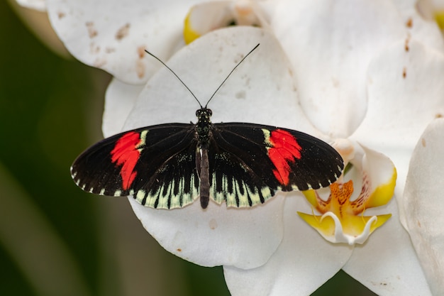 heliconius melpomene vlinder