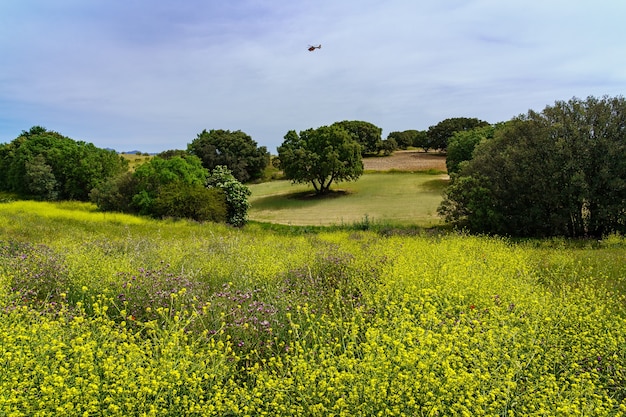 Helikopter die in het voorjaar over velden met gele bloemen en groene bomen vliegt