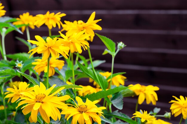 Heliopsis flowers closeup in sunny summer day